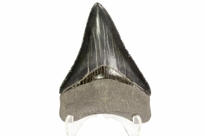 Serrated, Fossil Megalodon Tooth - Excellent Tooth #78204